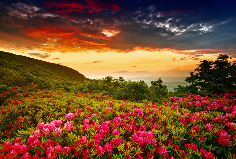 Pink Rhododendron Flowers — Dramatic, Sunset