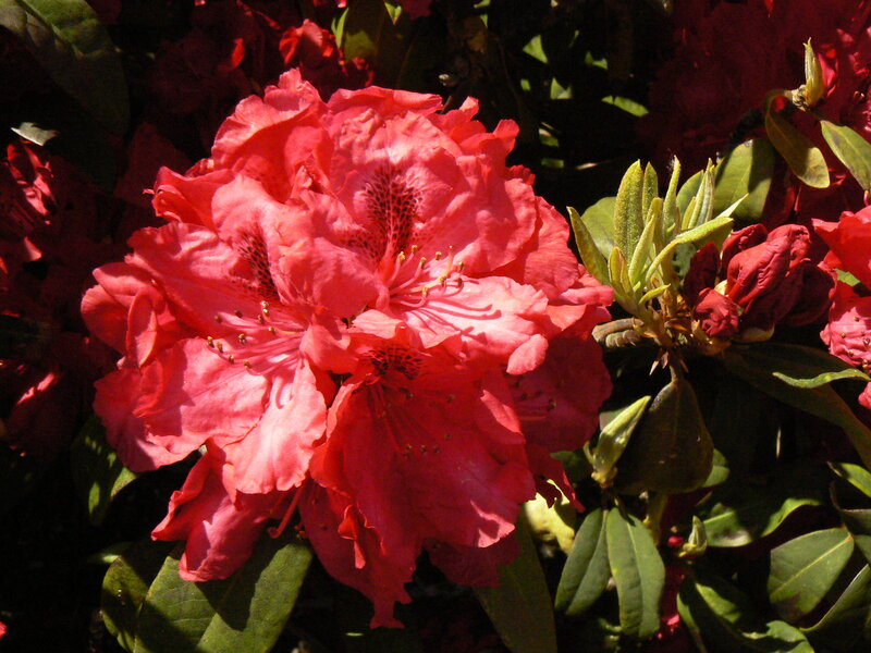 Pink Rhododendron Flowers — Dramatic
