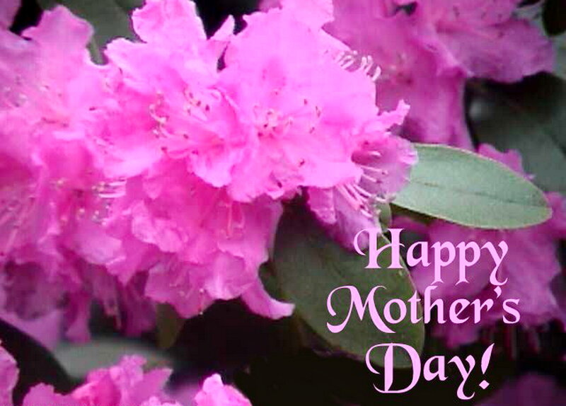 Pink Rhododendron Flowers — Festive, Spring