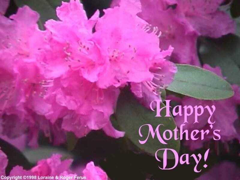 Pink Rhododendron Flowers — Festive