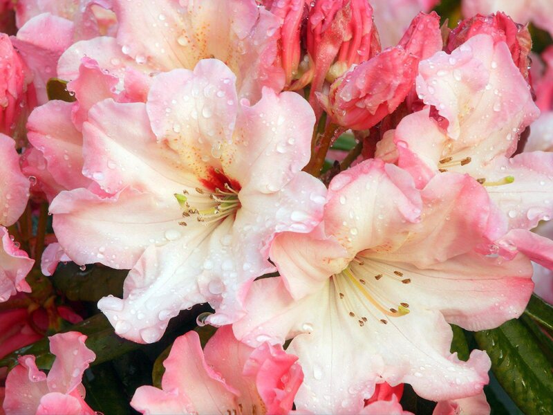 Pink Rhododendron Flowers — Fresh