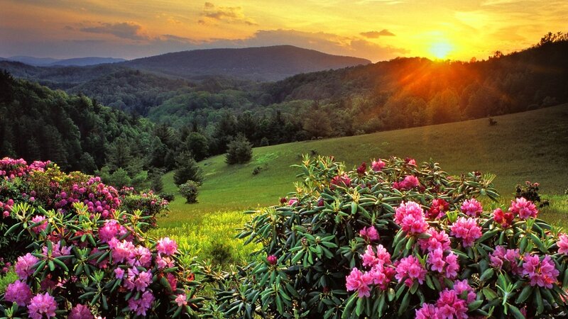 Pink Rhododendron Flowers — Green, Serene, Sunset