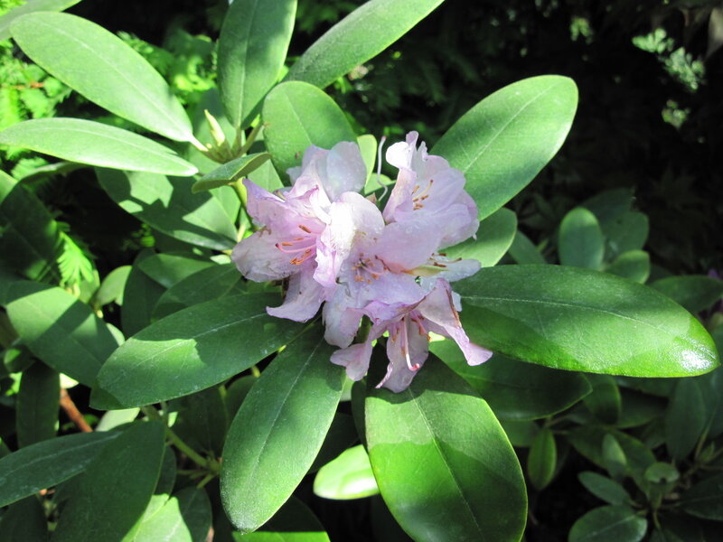Pink Rhododendron Flowers — Green, Serene