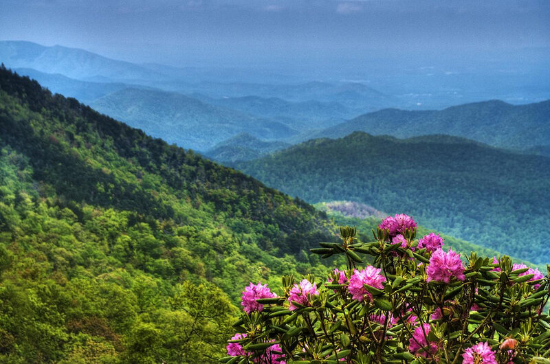 Pink Rhododendron Flowers — Green