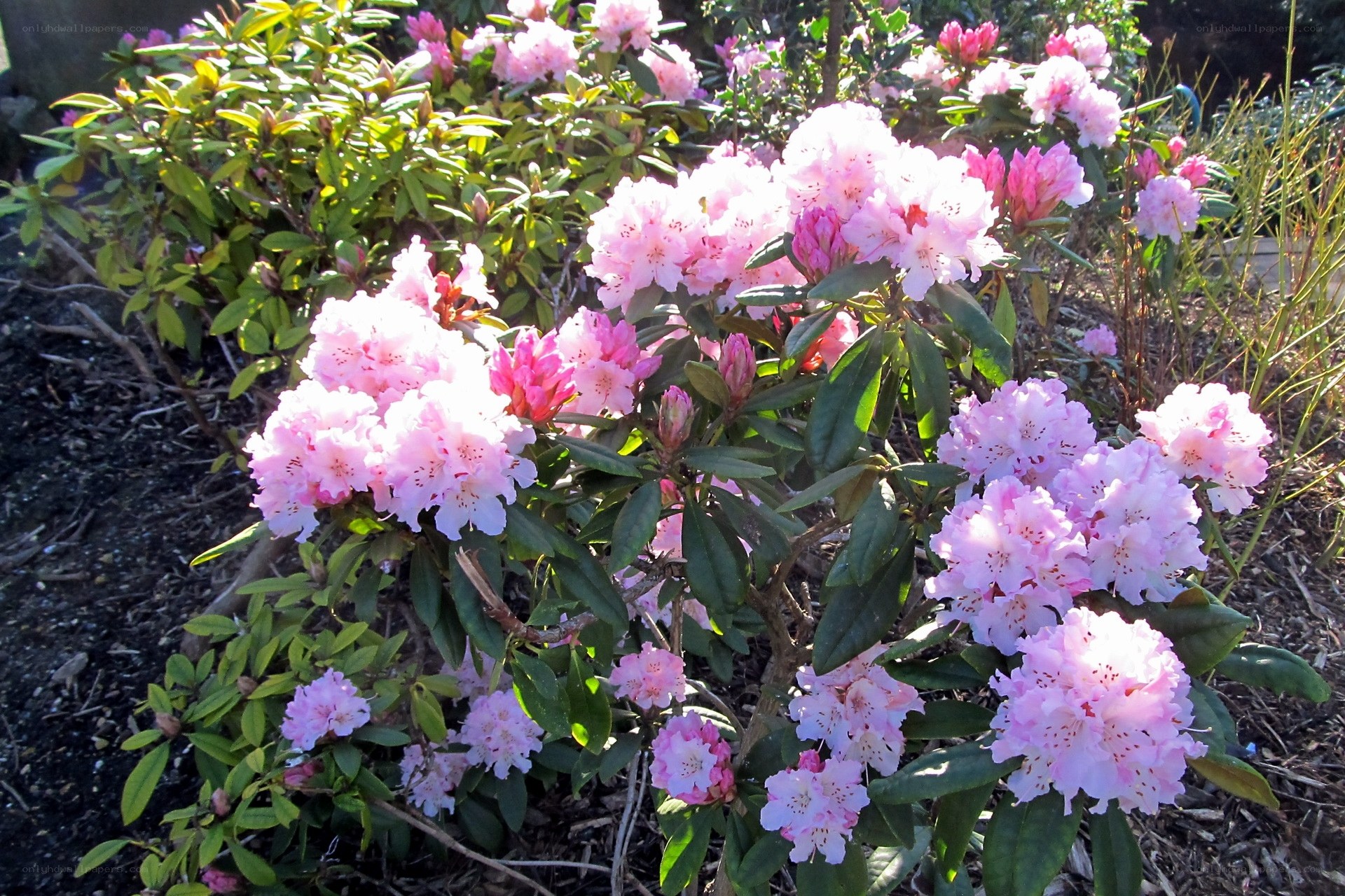 Pink rhododendron flowers in bloom