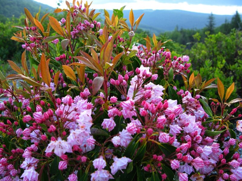 Pink rhododendron flowers in mountain landscape
