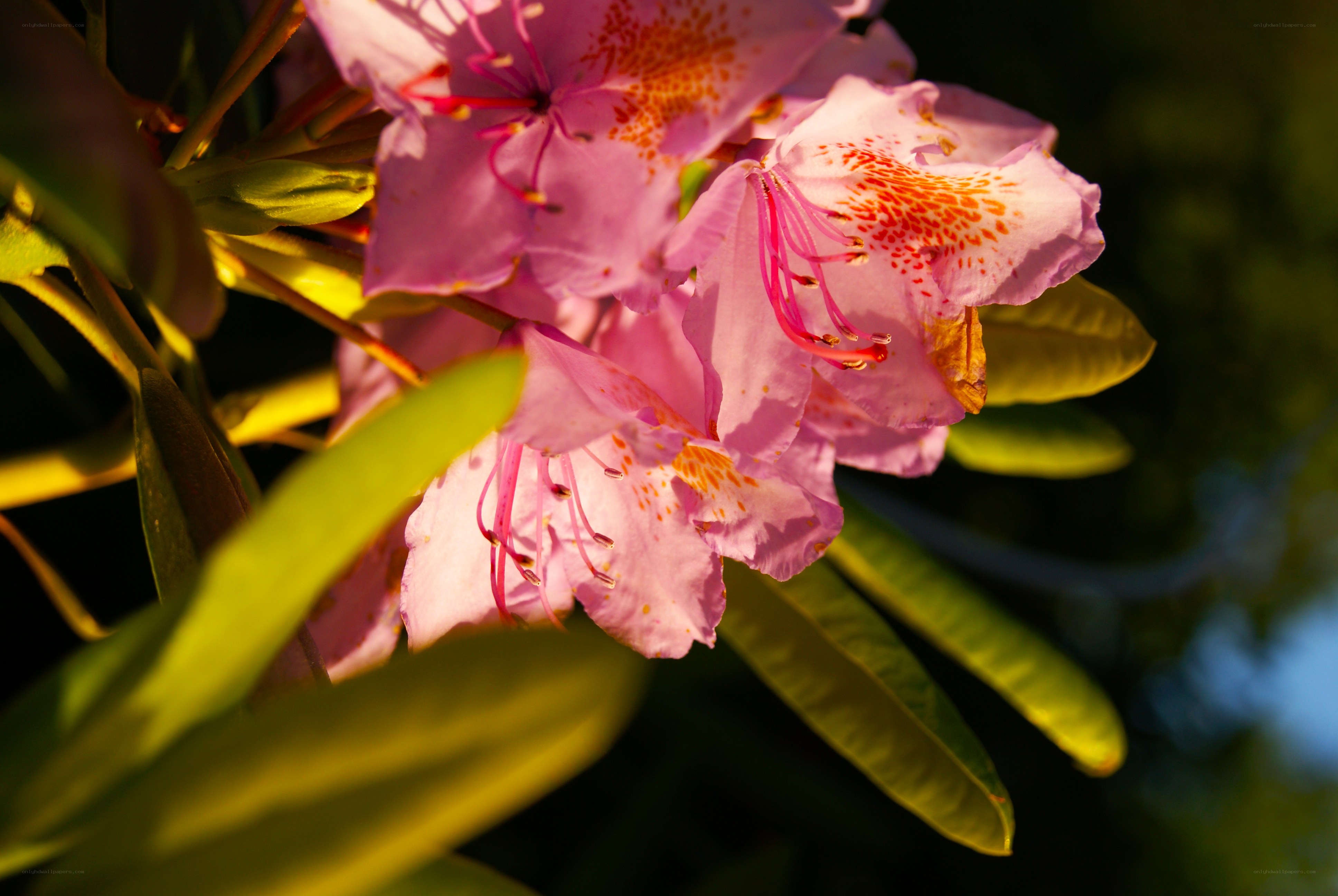 Pink rhododendron flowers in sunlight