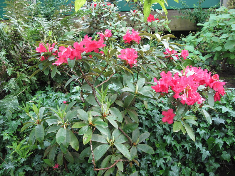 Pink Rhododendron Flowers — Lush