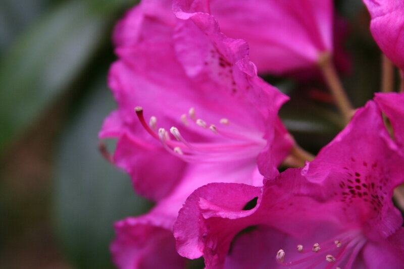 Pink Rhododendron Flowers — Magenta