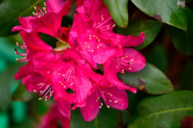Pink Rhododendron Flowers — Magenta, Vibrant, Spring