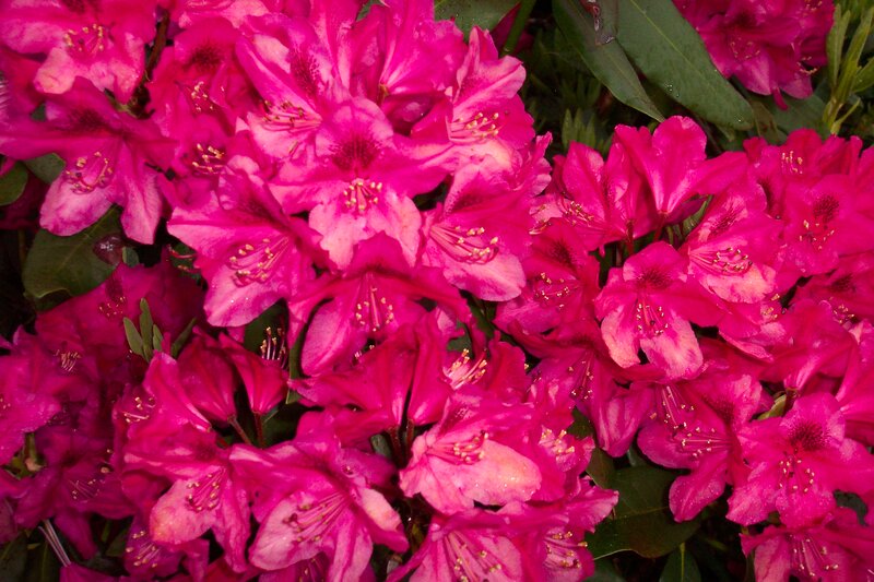 Pink Rhododendron Flowers — Magenta, Vibrant