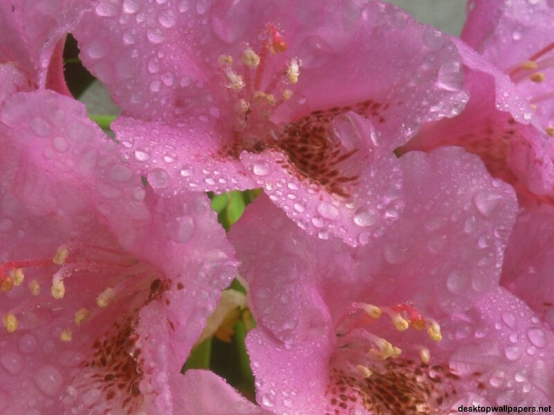 Pink Rhododendron Flowers — Moist