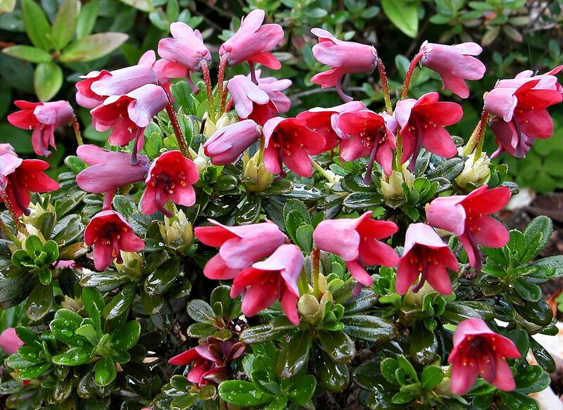 Pink Rhododendron Flowers — Natural, Spring, Photograph