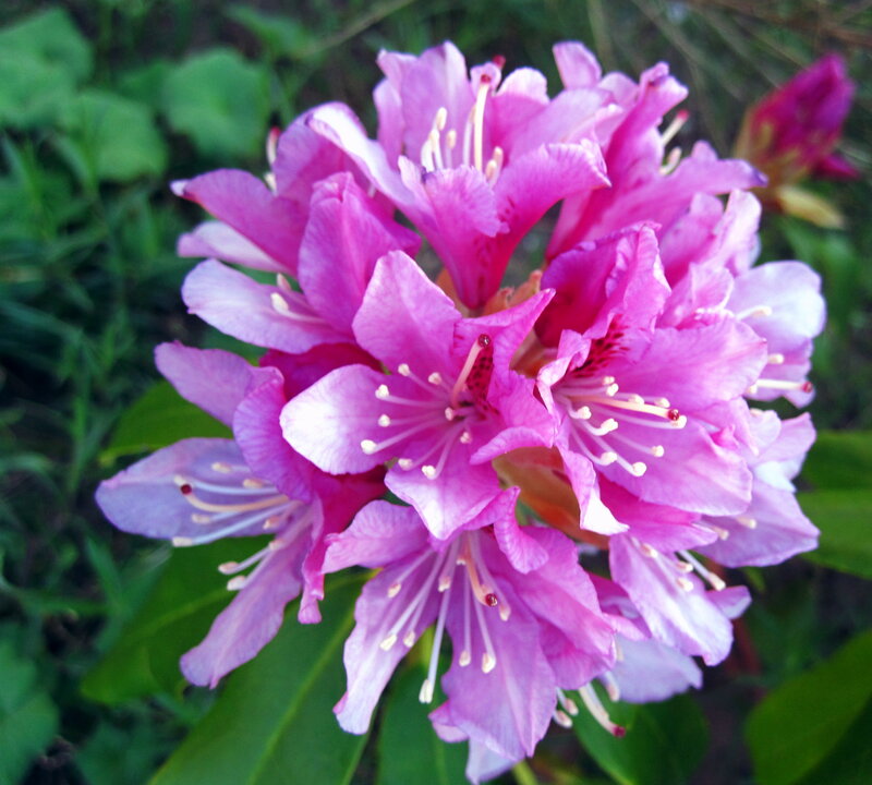 Pink Rhododendron Flowers — Natural, Spring