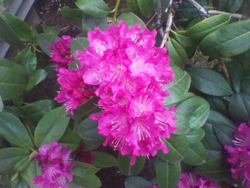 Pink Rhododendron Flowers — Natural
