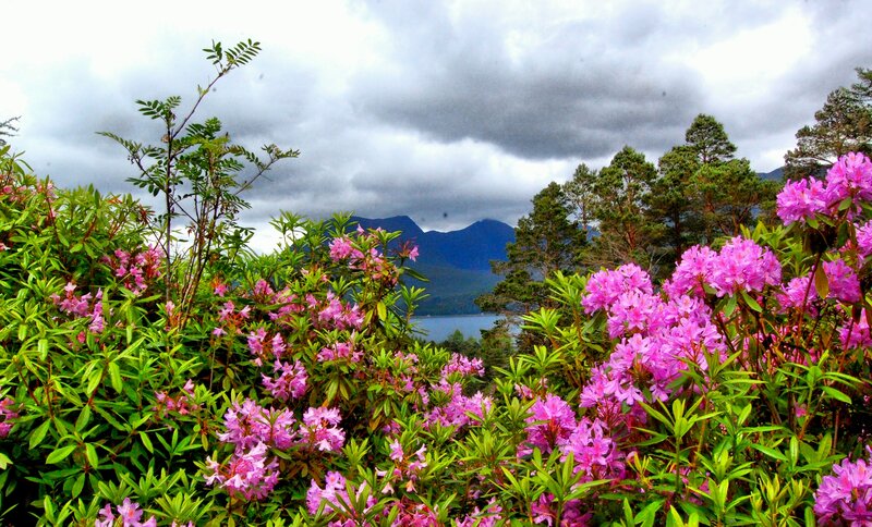 Pink Rhododendron Flowers — Purple