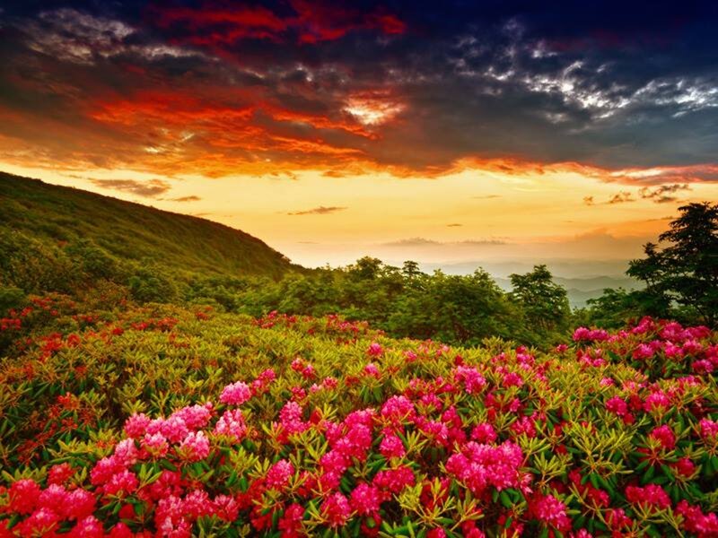 Pink Rhododendron Flowers — Red