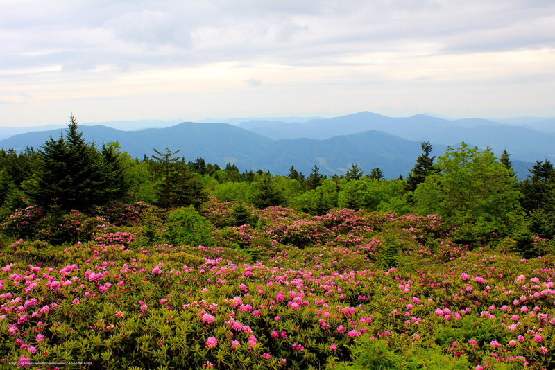 Pink Rhododendron Flowers — Serene, Afternoon, Photograph, Mountains