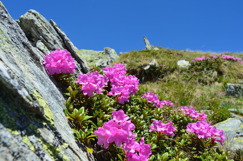 Pink Rhododendron Flowers — Serene, Afternoon, Photograph