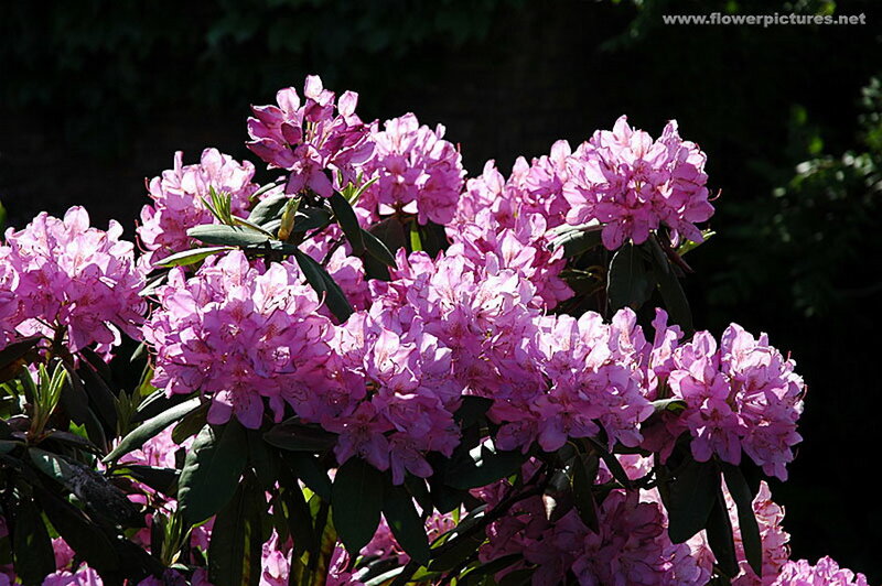 Pink Rhododendron Flowers — Serene, Afternoon