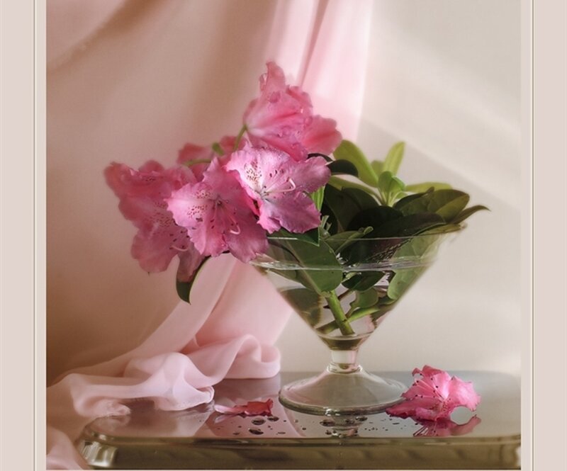 Pink Rhododendron Flowers — Serene, Photograph