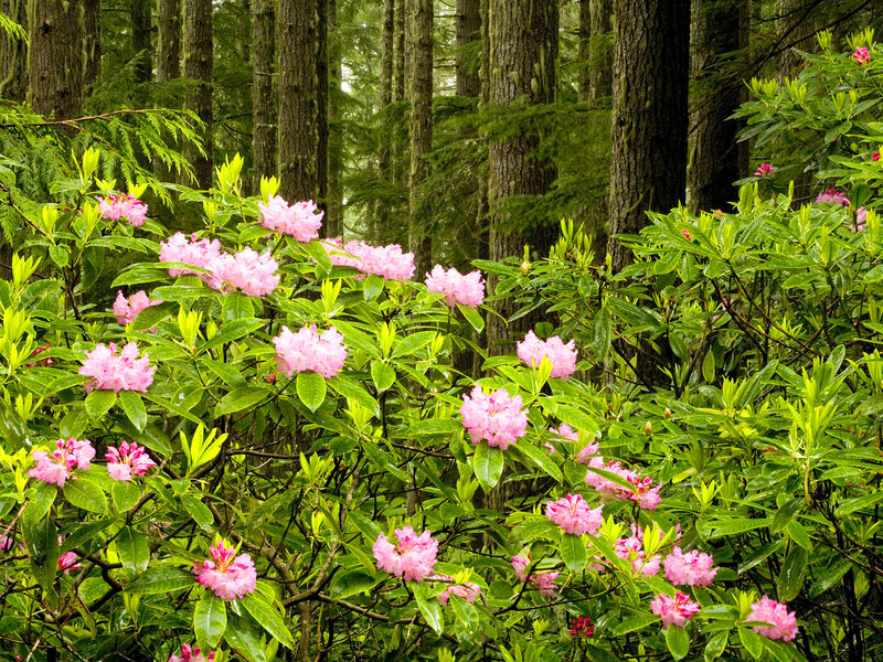 Pink Rhododendron Flowers — Serene, Spring, Photograph, Forest