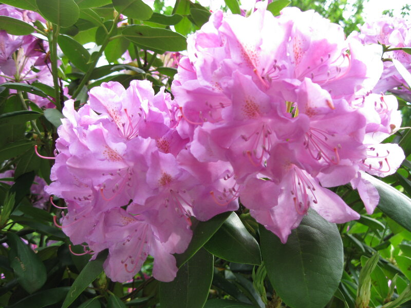 Pink Rhododendron Flowers — Serene, Spring, Photograph, Green Leaves