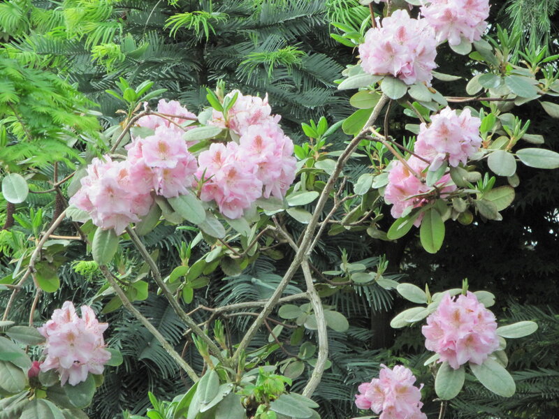 Pink Rhododendron Flowers — Serene, Spring, Photograph, Green Leaves, Tree Branches