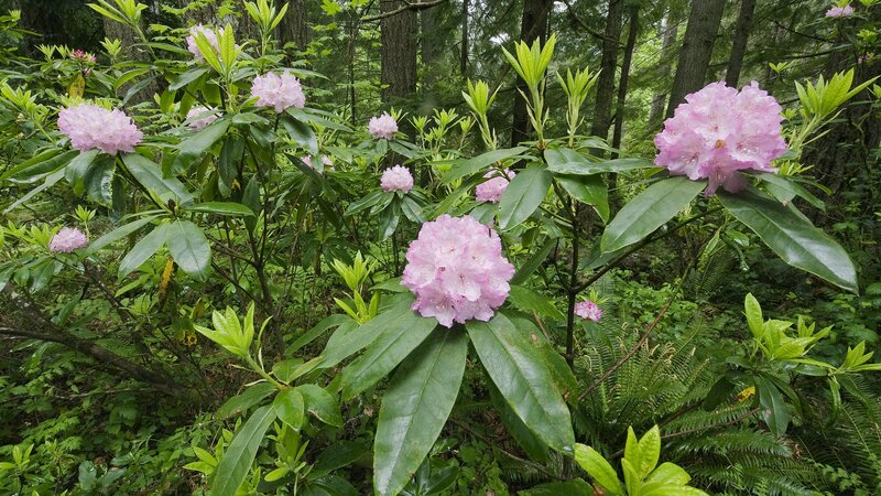 Pink Rhododendron Flowers — Serene, Spring, Photograph, Green Leaves, Trees