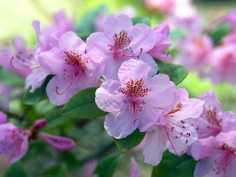 Pink Rhododendron Flowers — Serene, Spring, Photograph, Leaves, Blossoms