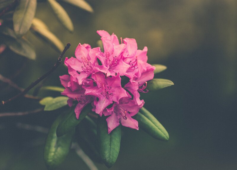 Pink Rhododendron Flowers — Serene, Spring, Photograph, Leaves, Branch