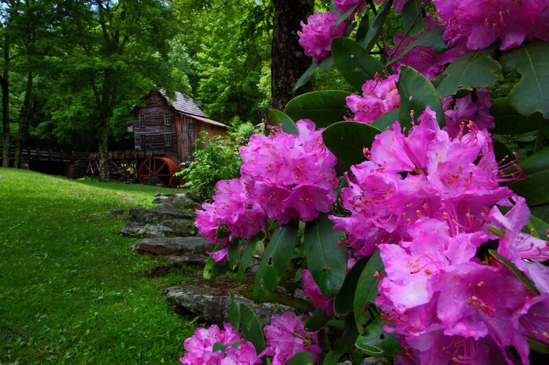 Pink Rhododendron Flowers — Serene, Spring, Photograph, Mill