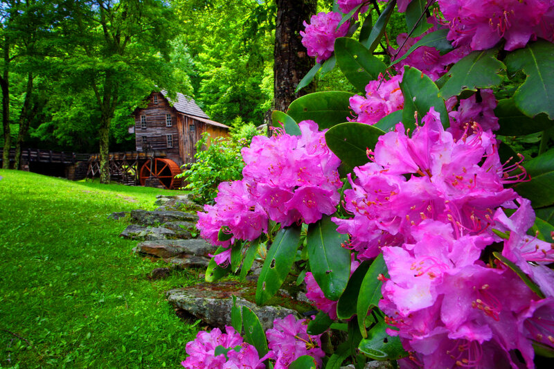 Pink Rhododendron Flowers — Serene, Spring, Photograph, Mill, Trees