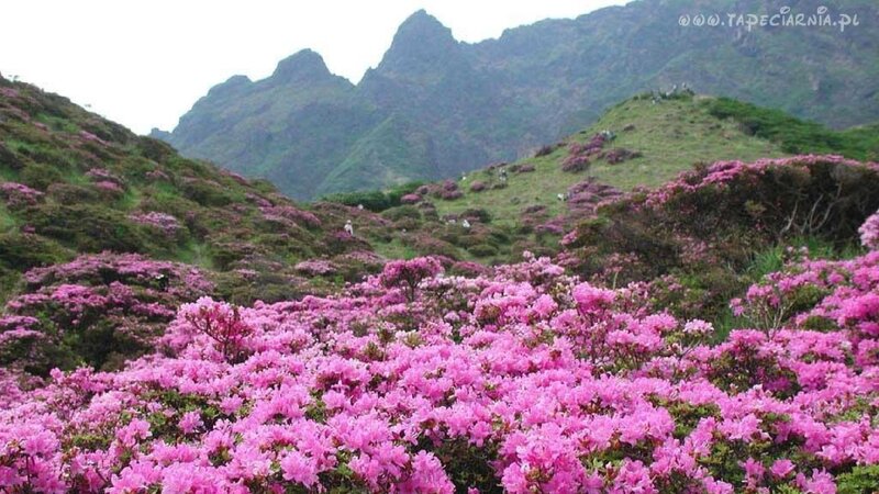 Pink Rhododendron Flowers — Serene, Spring, Photograph, Mountains, Hills