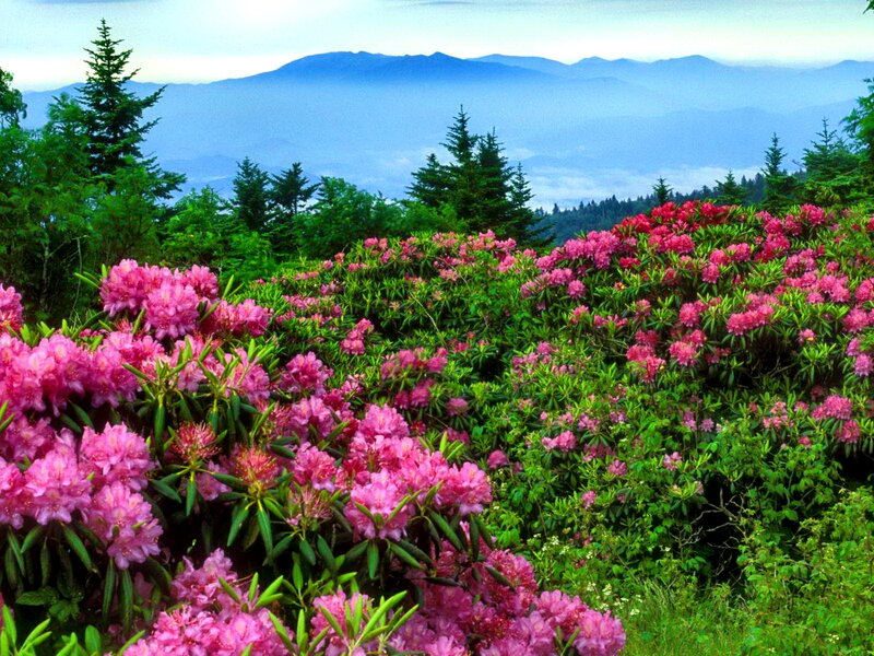 Pink Rhododendron Flowers — Serene, Spring, Photograph, Mountains