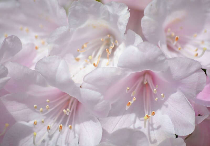 Pink Rhododendron Flowers — Serene, Spring, Photograph, Petals, Stamen