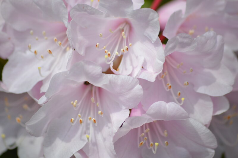 Pink Rhododendron Flowers — Serene, Spring, Photograph, Petals, Stamens