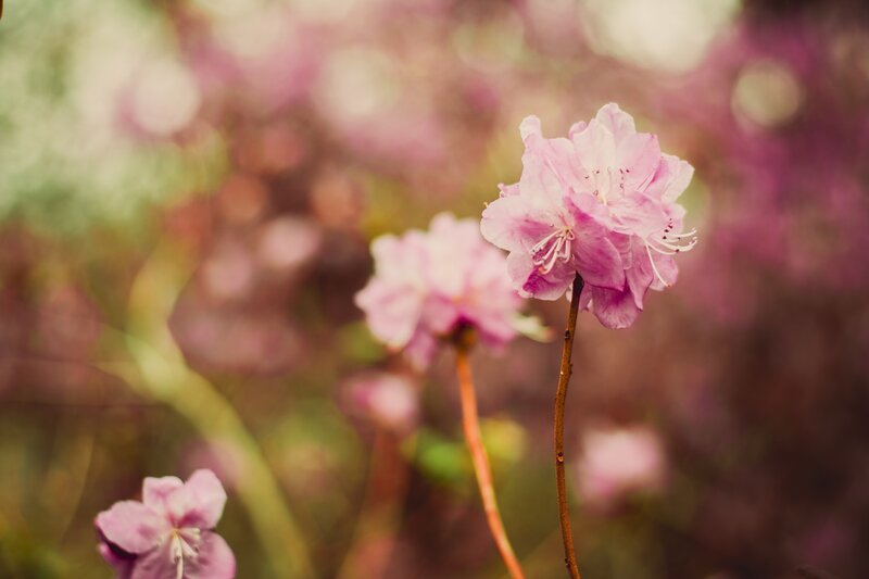 Pink Rhododendron Flowers — Serene, Spring, Photograph, Stems