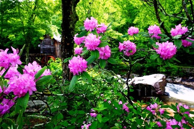 Pink Rhododendron Flowers — Serene, Spring, Photograph, Stream