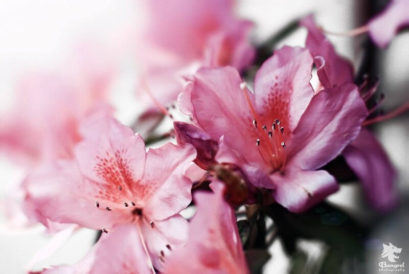 Pink Rhododendron Flowers — Serene, Spring, Photograph