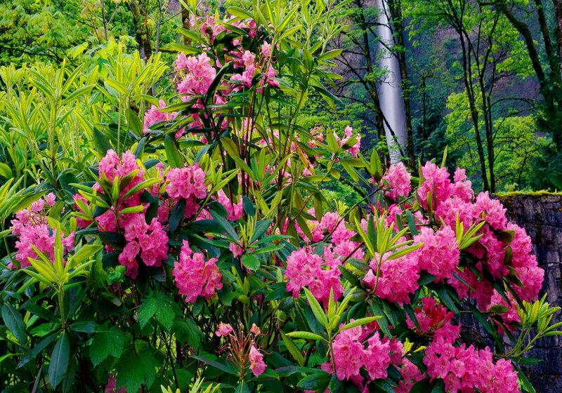 Pink Rhododendron Flowers — Serene, Spring, Photograph, Trees