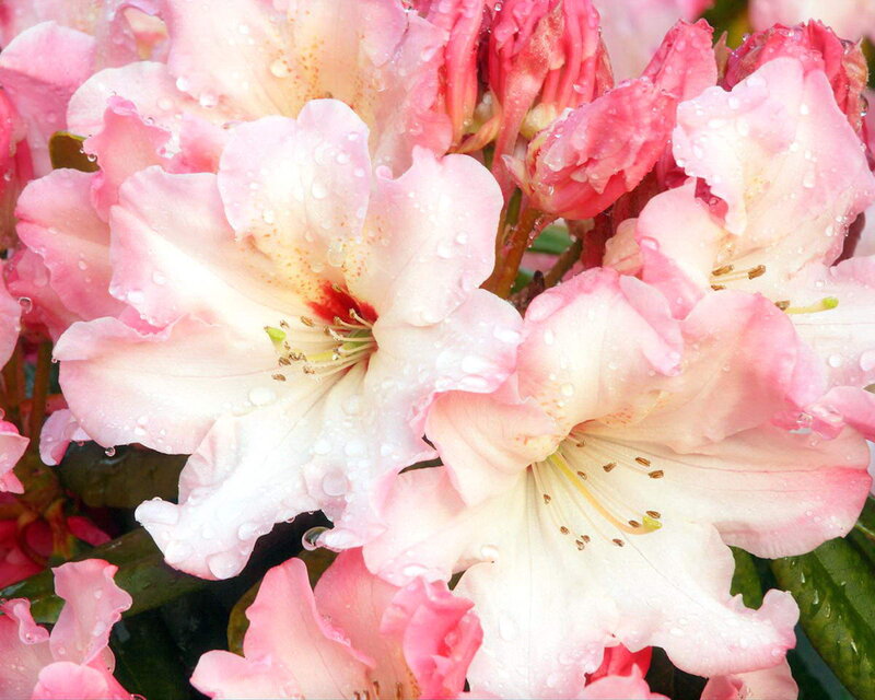 Pink Rhododendron Flowers — Serene, Spring, Photograph, Water Droplets