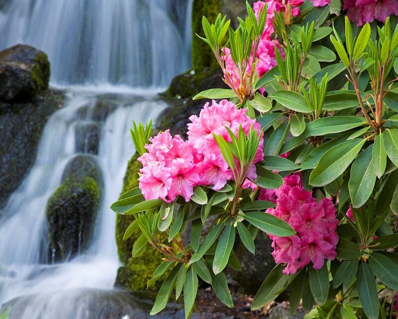 Pink Rhododendron Flowers — Serene, Spring, Photograph, Waterfall