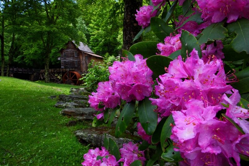 Pink Rhododendron Flowers — Serene, Spring, Photograph, Wooden Mill