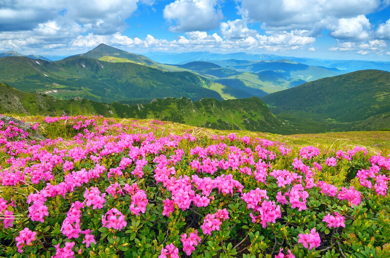 Pink Rhododendron Flowers — Serene, Summer