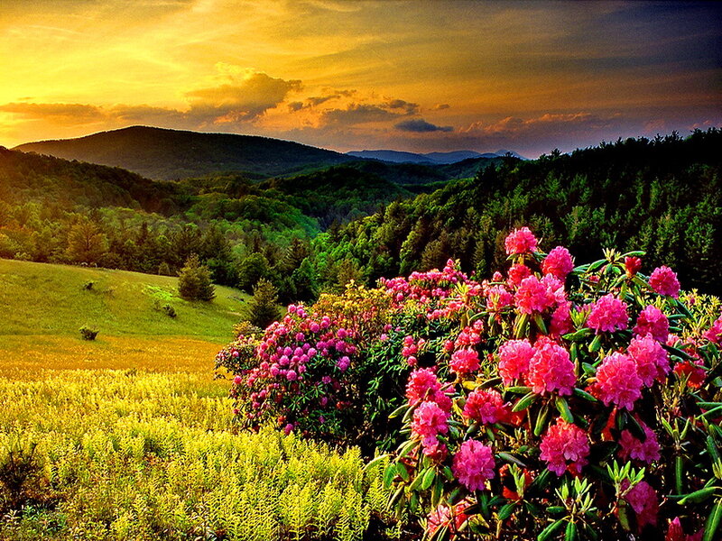 Pink Rhododendron Flowers — Serene, Sunset, Photograph