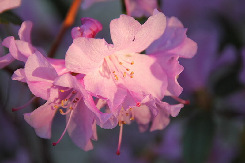 Pink Rhododendron Flowers — Serene, Sunset