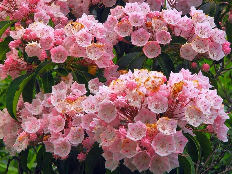 Pink Rhododendron Flowers — Serene