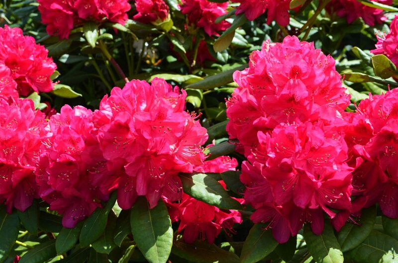 Pink Rhododendron Flowers — Vibrant, Afternoon, Photograph