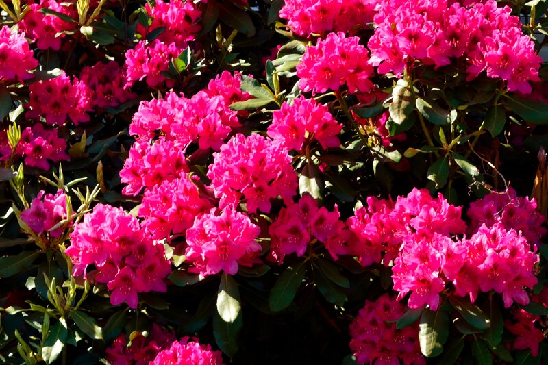 Pink Rhododendron Flowers — Vibrant, Afternoon